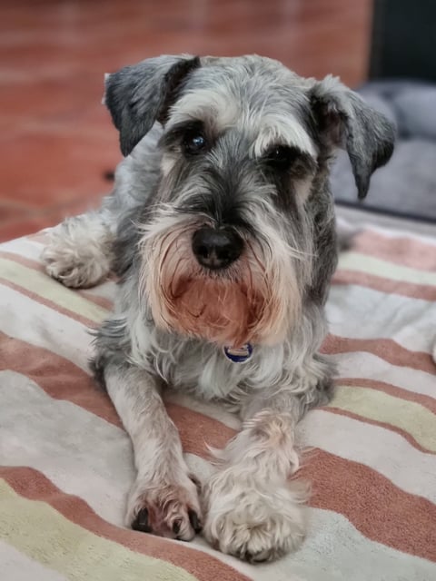 Schnauzer Rescue Queensland