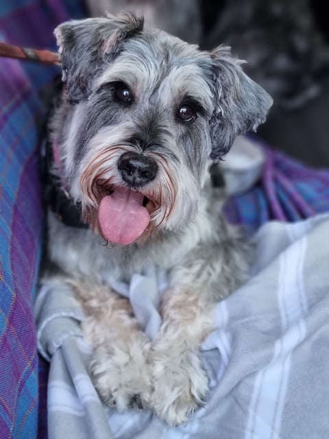 Schnauzer Rescue 