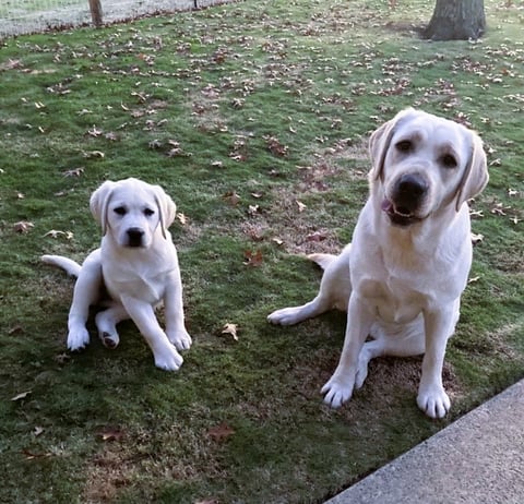 Sangate Labrador Retrievers