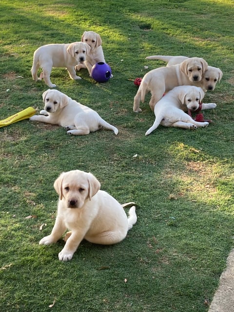 Sangate Labrador Retrievers