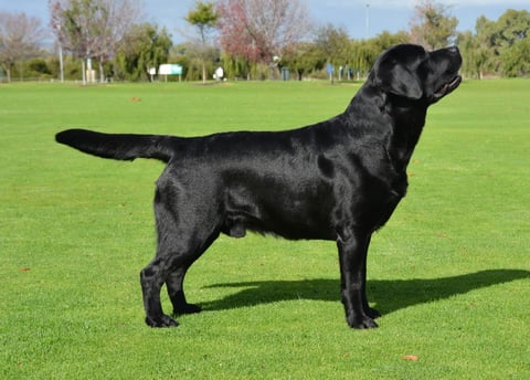 Sangate Labradors