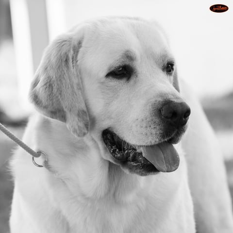 Sangate Labradors, Southern River WA