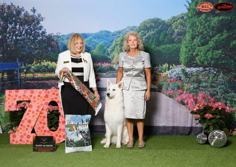 Best Puppy in Show - Diamondswiss White Swiss Shep