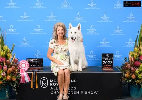 Royal Melb Show 2023 - Diamondswiss White Swiss Sh