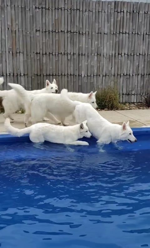 Pool fun - Diamondswiss White Swiss Shepherds