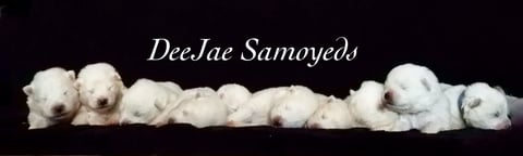 DeeJae Samoyeds