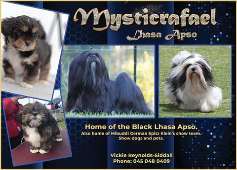 Mysticrafael Lhasa Apso 