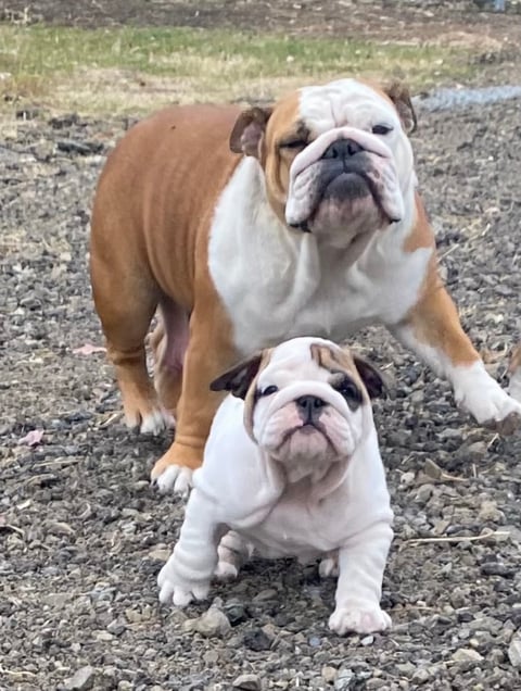 Pudding & Roger - Pipersglen British Bulldogs