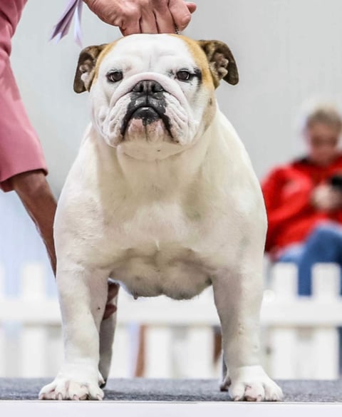 RUBIS Australian Champion Pipersglen Aunty Beryl 