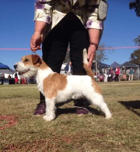 Australian Champion Maljack Patch Adams 