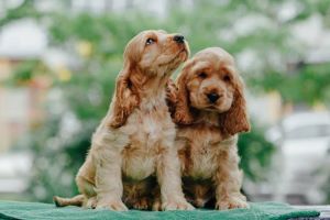 Glenbrook Cocker Spaniel Puppies