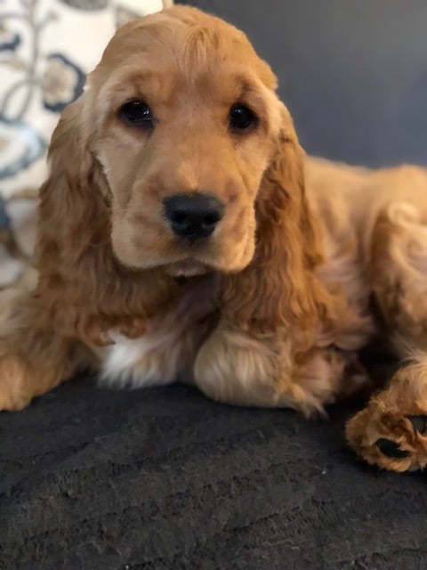 Glenbrook Cocker Spaniel Pup