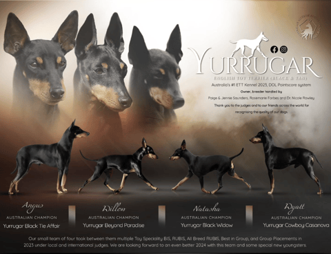 Yurrugar English Toy Terriers