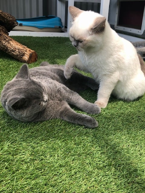 Barclay British Shorthairs - Kalbar, QLD