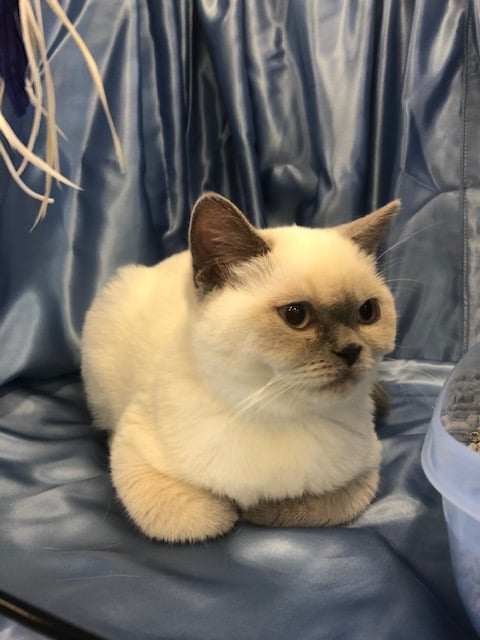 Barclay British Shorthairs