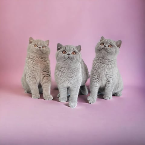 Lynx British Shorthair