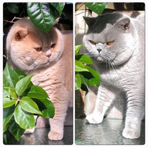 George & Bluefin 