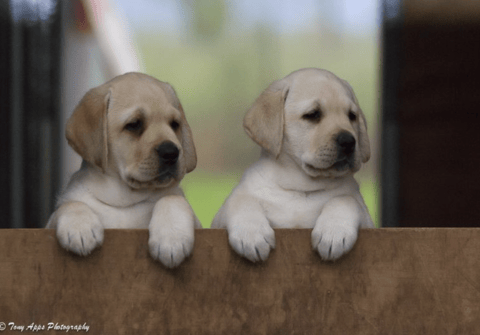 Eraky Labrador Puppies