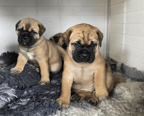 Nightquest Bullmastiff Puppies