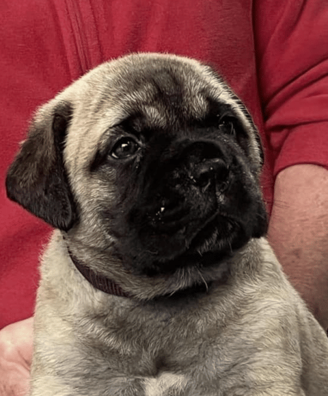 Nightquest Bullmastiff Pup