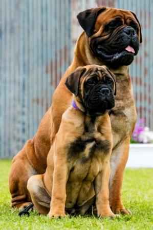 Nightquest Bullmastiffs