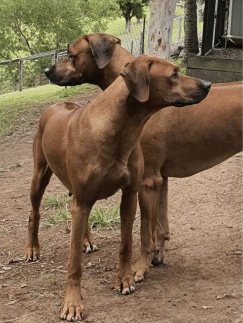 Marmatia Ridgebacks