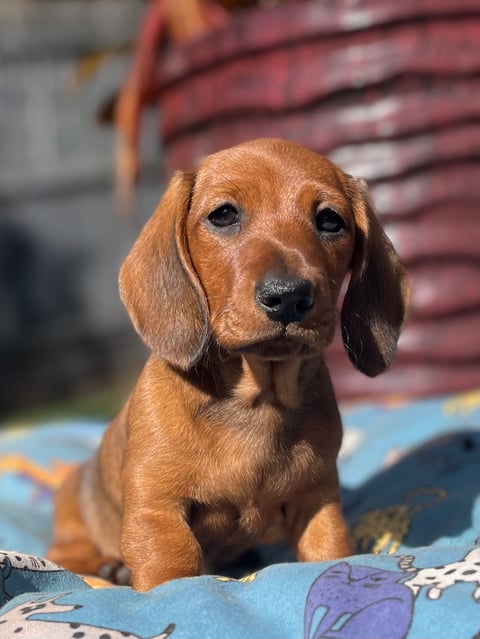 A Langtally puppy