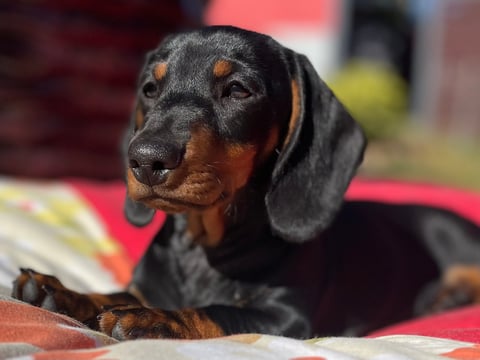 A Langtally puppy