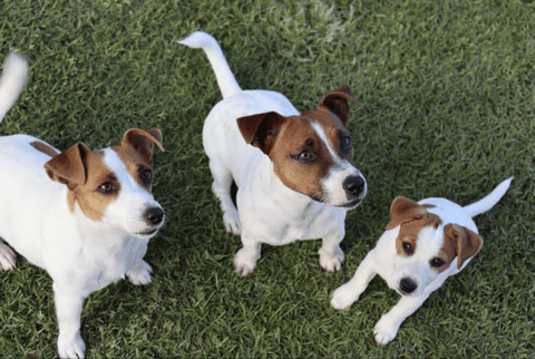 Charsietah Jack Russells 