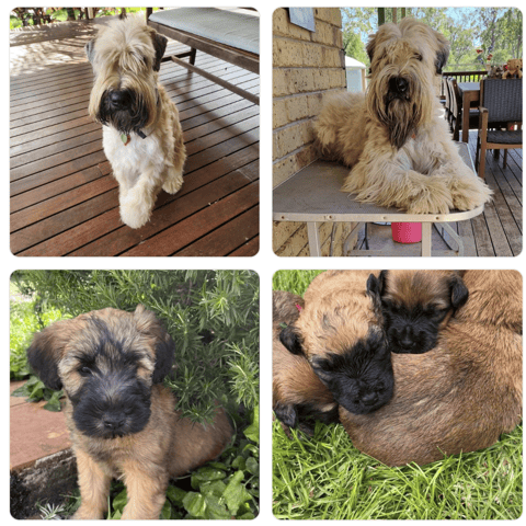 Larnook Soft Coated Wheaten Terriers