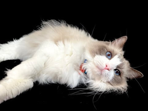 Britblu Ragdoll Cattery