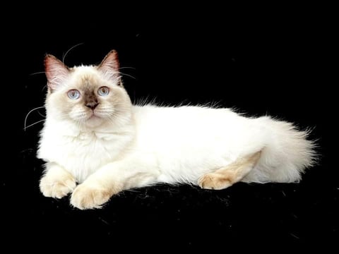 Britblu Ragdoll Cattery - Perth