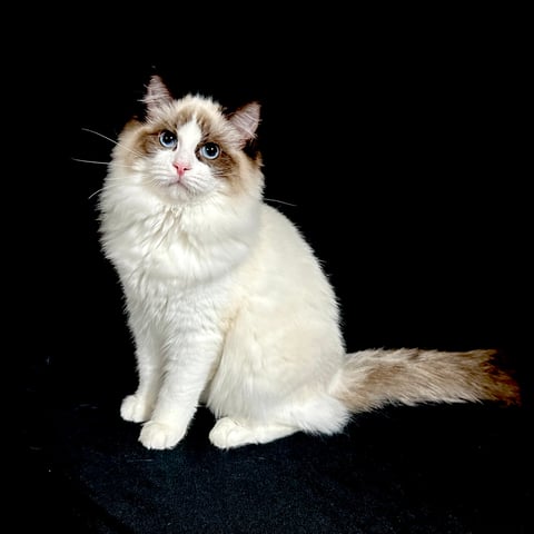 Britblu Ragdoll Cats