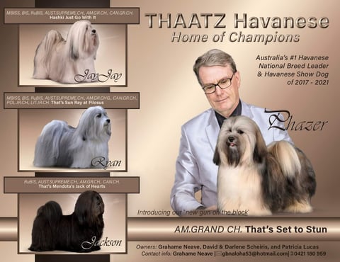 The boys - Thaatz Havanese