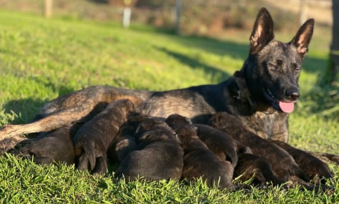 Anook and her beautiful puppies 