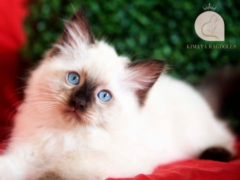 Sir Maverick - Kimaya Ragdolls 