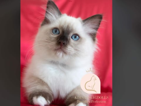 Lady Chelsea - Kimaya Ragdolls 