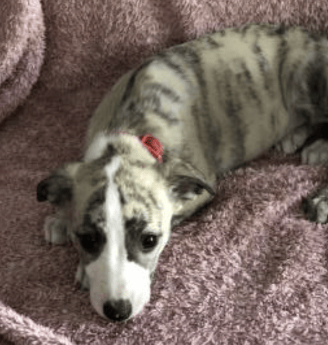 BRINBRAE WHIPPET PUP