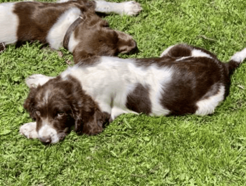 STRAITSWILL English Springer Spaniels