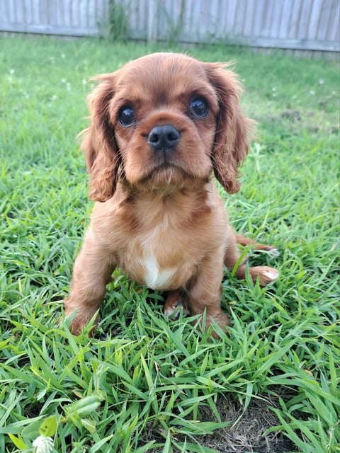 Wijareco Cavalier King Charles Spaniels