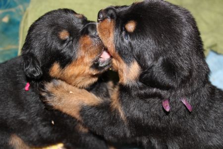 Jahwohl Rottweilers