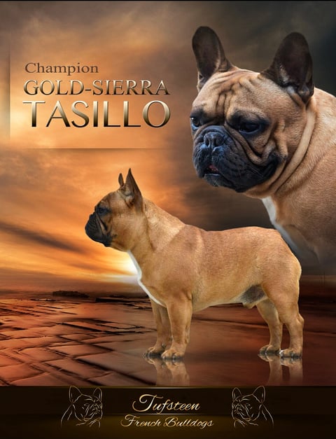 Tufsteen French Bulldogs 