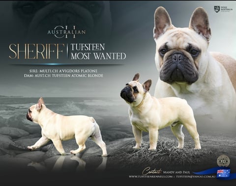 Tufsteen French Bulldogs 