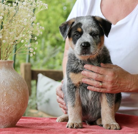 Riverlight Australian Cattle Dog Puppy