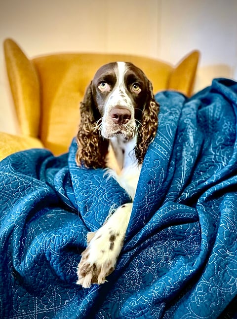 Essquire English Springer Spaniels