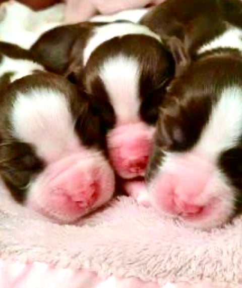 Essquire English Springer Spaniel Pups