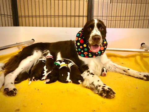 Essquire English Springer Spaniels