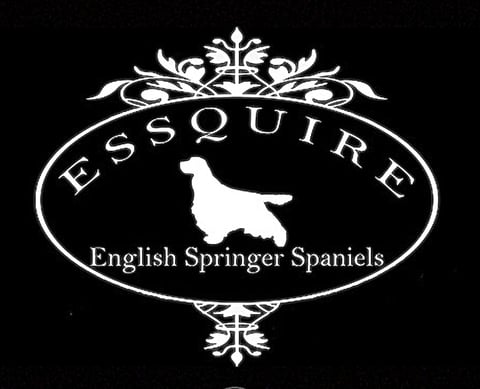 Essquire English Springer Spaniels