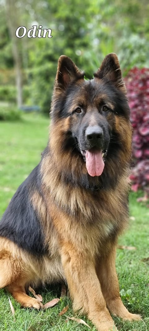 Odin - MONSUMBRA GERMAN SHEPHERDS