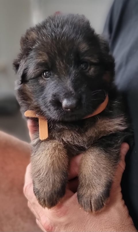 Young Orange collared girl Dec 2023 litter 